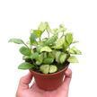 Hoya Heuschkeliana Variegated