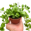 Hoya Heuschkeliana