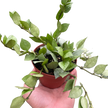 Hoya 'Krohniana Super Silver'