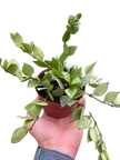 Hoya 'Krohniana Super Silver'