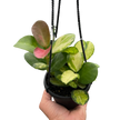 Hoya 'Lisa'