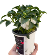 Impatiens