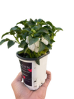 Impatiens