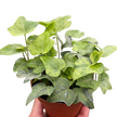 Ivy Tropical Blizzard