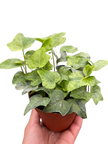 Ivy Tropical Blizzard