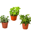 3 Different English Ivy Plants - 4