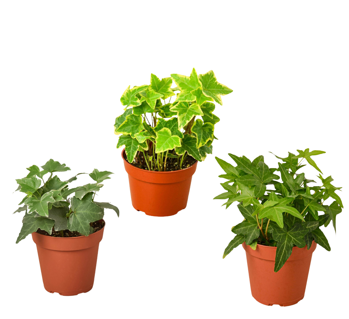 3 Different English Ivy Plants - 4