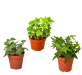 3 Different English Ivy Plants - 4