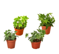 4 Different English Ivy Plants - 4