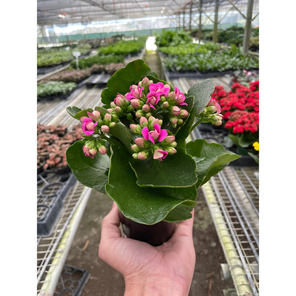 Kalanchoe 'Blossfeldiana'