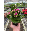 Kalanchoe 'Blossfeldiana'