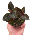 Ludisia Discolor