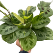 Maranta Variegated 'Beauty Kim'