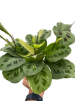 Maranta Variegated 'Beauty Kim'