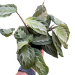 Maranta 'Silver Band'