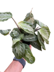 Maranta 'Silver Band'