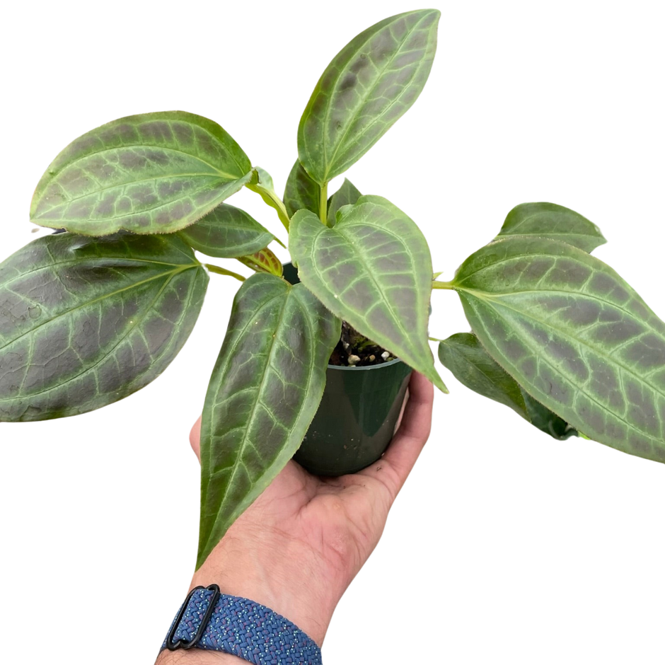 Monolena 'Primuliflora' | Rare Tropical Epiphyte with Pink Flowers | House Plant Shop