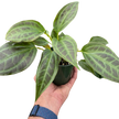 Monolena 'Primuliflora' | Rare Tropical Epiphyte with Pink Flowers | House Plant Shop