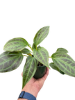 Monolena 'Primuliflora' | Rare Tropical Epiphyte with Pink Flowers | House Plant Shop