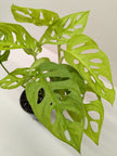 Monstera Adansonii Swiss Cheese Neon | Chartreuse Vining Plant | House Plant Shop