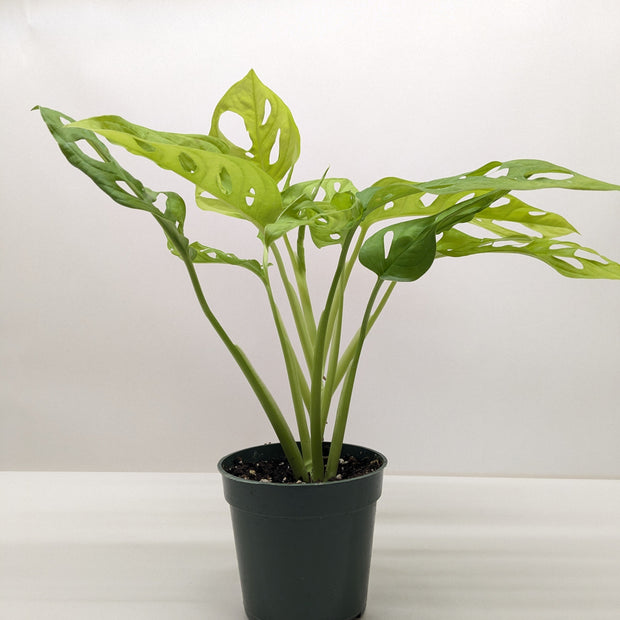 Monstera Adansonii Swiss Cheese Neon | Chartreuse Vining Plant | House Plant Shop