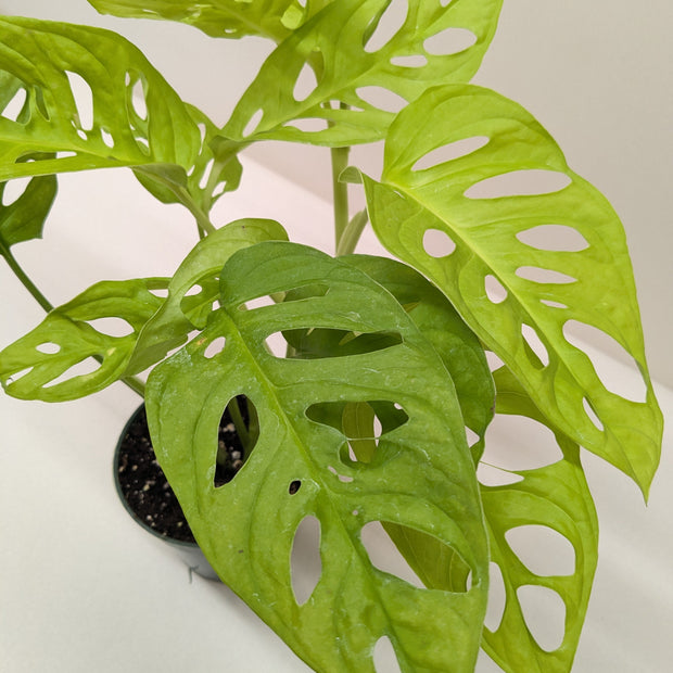 Monstera Adansonii Swiss Cheese Neon | Chartreuse Vining Plant | House Plant Shop