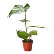 Monstera 'Thai Constellation'