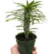Pachypodium 'lamerei' (Madagascar Palm)