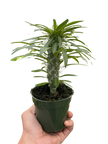 Pachypodium 'lamerei' (Madagascar Palm)