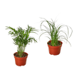 2 Palm Variety Pack / 4