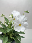 Pansies | Colorful Flowering Plants | Spring & Fall Blooms | House Plant Shop