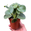 Peperomia 'Felted'