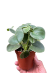 Peperomia 'Felted'