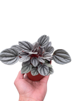 Peperomia 'Mendoza'