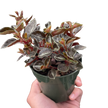 Peperomia 'Metallica'