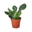Peperomia Red Edge