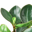 Peperomia Red Edge