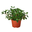Peperomia 'Glabella'