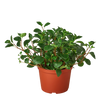Peperomia 'Glabella'