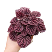 Peperomia 'Ripple Red'