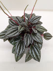 Peperomia San Marino | Easy Care Tabletop Plant | House Plant Shop