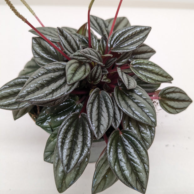 Peperomia San Marino | Easy Care Tabletop Plant | House Plant Shop