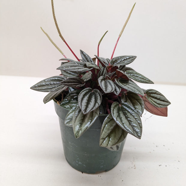 Peperomia San Marino | Easy Care Tabletop Plant | House Plant Shop