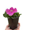 Petunia