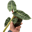 Philodendron 'Billietiae'