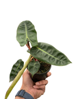 Philodendron 'Billietiae'