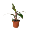 Philodendron 'Birkin Pink'