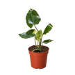 Philodendron Burle Marx Albo