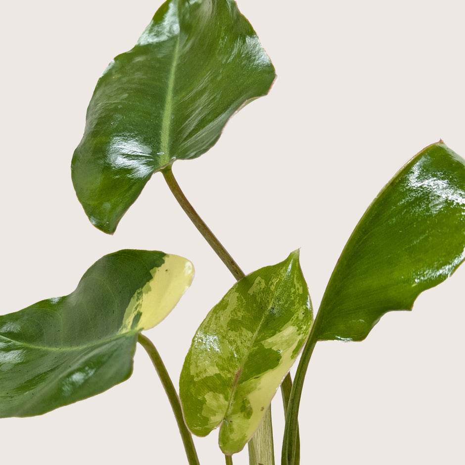 Philodendron Burle Marx Albo