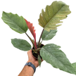 Philodendron Choco Empress